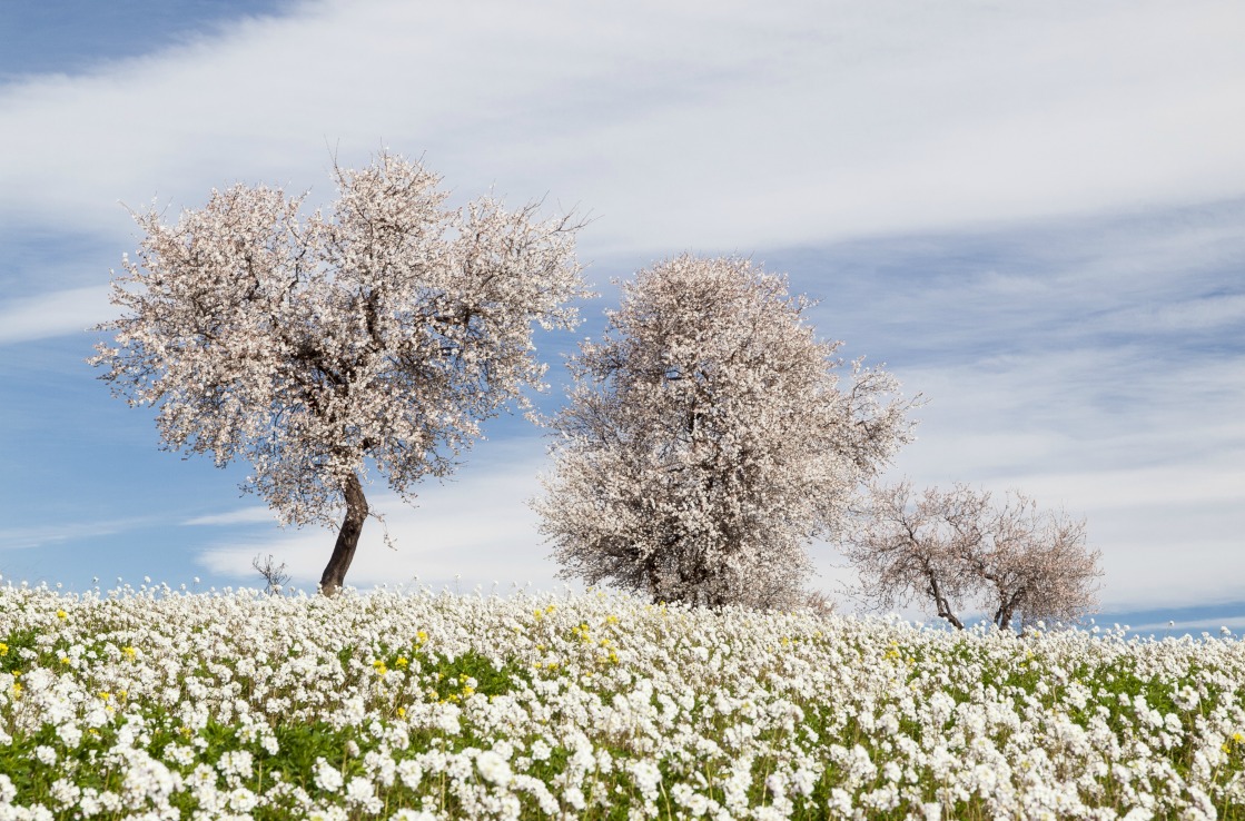 Sabadell árboles florecen